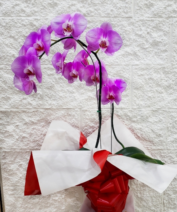 Envio y venta de flores ,rosas, plantas,arreglos florales ,regalos y desayunos a domicilio con delivery gratis en la Ciudad Autonoma de Buenos Aires y con costo de env�o en localidades del Gran Buenos Aires asi como delivery de flores y plantas a trav�s de florerias asociadas en todas las provincias de la Argentina, Buenos Aires, la Pampa, Tucuman, La Rioja, R�o Negro, Entre Rios, Corrientes, Misiones, Neuquen, Chubut, Tierra del Fuego, Santa Cruz, San Luis, Mendoza, Cordoba, Jujuy, Formosa, Santiago del Estero, Salta, Chaco, Catamarca ,San Juan, y ademas realizamos el delivery de flores ,coronas,palmas , plantas y regalos a todas las ciudades de Argentina, Mar del Plata, C�rdoba, Buenos Aires, con cargo en Santa Rosa, La Plata, Bella Vista, Neuquen, Pilar, Paran�, Posadas, Resistencia, Cipolleti y mas de 300 ciudades y localidades en todo el territorio de nuestro pa�s, asi como tambien tenemos la posibilidad de enviar flores a casi todo el mundo en cuestion de horas